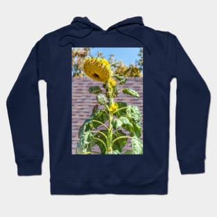 Giant Towering Sunflower by Debra Martz Hoodie